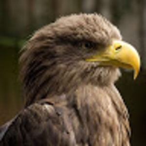 Meet your Posher, Jackson